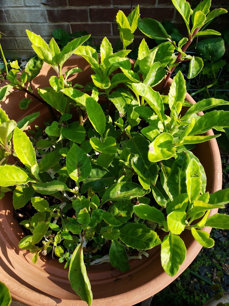 Longevity Spinach or Gynura plant PERFECT TIME for Longevity Spinach or Gynura plant PERFECT TIME for