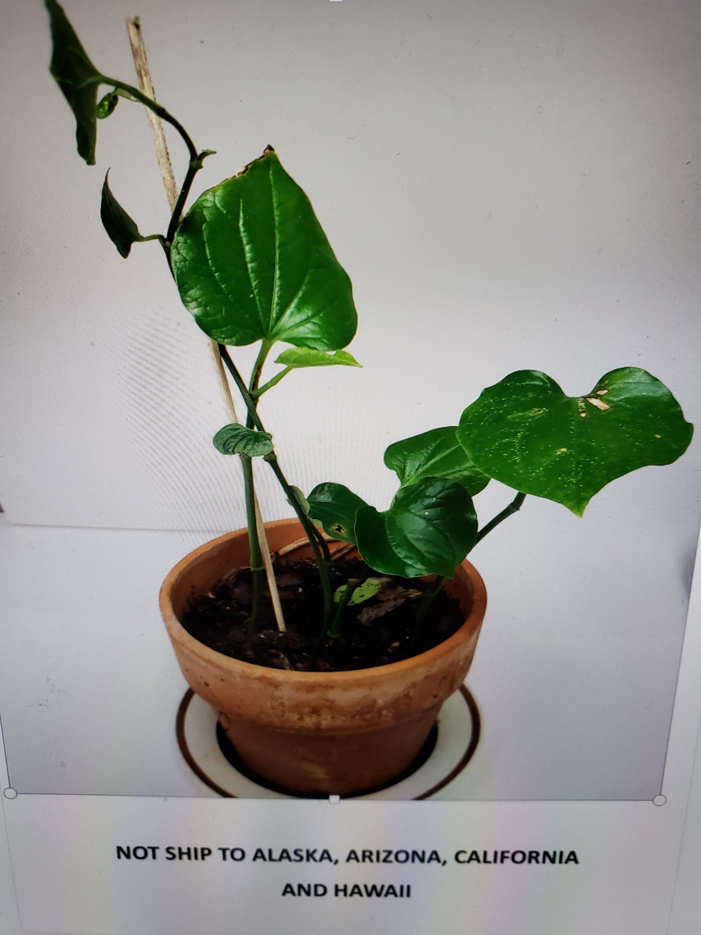 Green Tea Plant for sale Only 4 left at 70