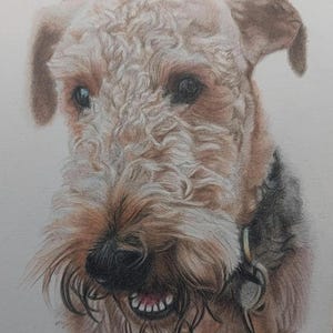 Custom Pet Portrait: Realistic Coloured Pencil Drawing from Photo