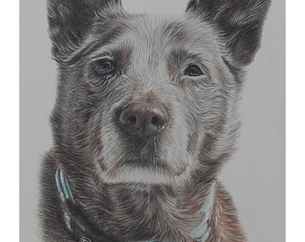 Custom Pet Portrait: Realistic Coloured Pencil Drawing from Photo