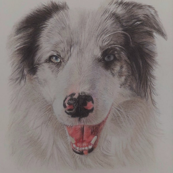 Custom Realistic hand drawn Pet Portrait, Coloured pencil from a photo, Commissions, Animal Lover gift, Personalised Gift, Memorial Portrait