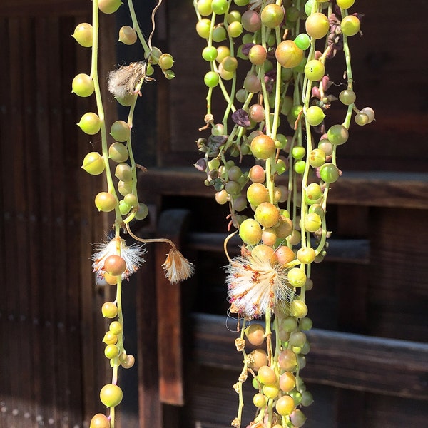 Beautiful flowers and nature postcards/Jolies cartes de fleurs et de la Nature(Senecio rowleyanus devant une machiya-Kyoto)