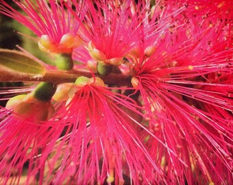May include: Close-up of a vibrant red flower with long, thin stamens radiating outwards. The flower has a cluster of small, green buds and stems. The petals are a bright, eye-catching red.