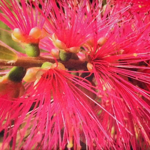 Beautiful flowers and nature postcards/Jolies cartes de fleurs et de la Nature (Callistemon - Origine: Australie) (Ref. 63)