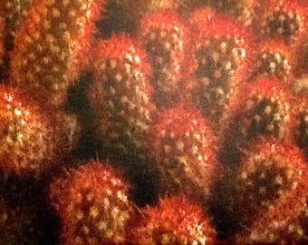 Piękne kwiaty i kwiaty karty pocztówki/piękny charakter i Natura (Cactus)