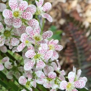 Beautiful flowers and nature postcards/Jolies cartes de fleurs et de la Nature (saxifrage - Ref. 62)