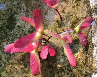 Beautiful flowers and nature postcards/Jolies cartes de fleurs et de la Nature (Acer palmatum atropurpureum - Normandie)