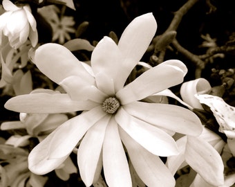 Piękne pocztówki z kwiatami i przyrodą/Jolies Cartes de fleurs et de la Nature-Magnolia stellata - Paryż