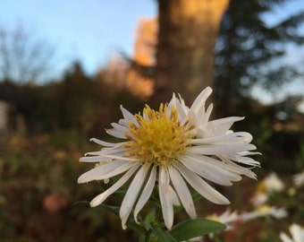 Piękne pocztówki z kwiatami i przyrodą/Jolies Cartes de fleurs et de la Nature. Aster novi-belgii - Chaux (21)