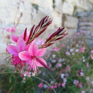 Beautiful flowers and nature postcards (Gaura Siskiyou Pink...) / Jolies cartes de fleurs et de la Nature ( Gaura Siskiyou Pink) (Ref. 60)
