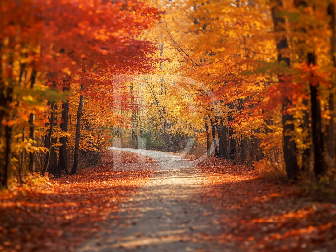 Autumn Forest Path Digital Background 02 - Commercial Use - Instant ...