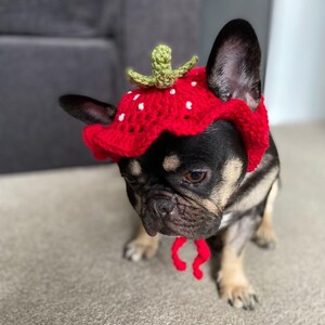 May include: A black and tan French Bulldog wearing a red crocheted strawberry hat with white dots and a green stem. The hat has a red tie under the chin. The dog is sitting on a light-colored carpet.
