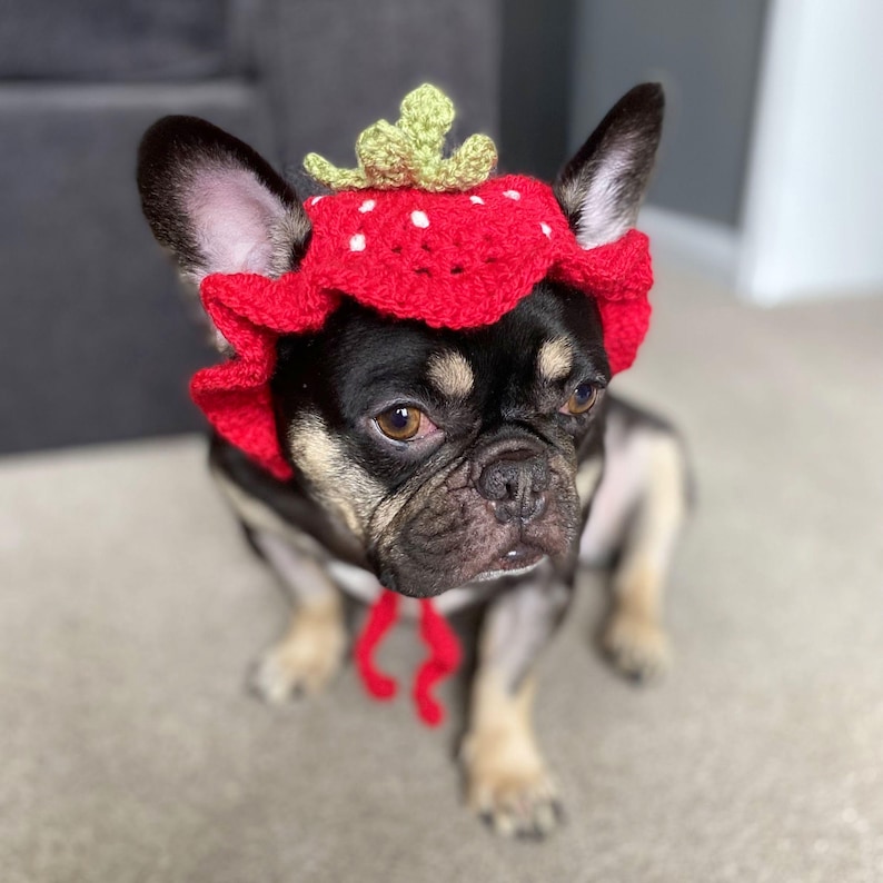 May include: A black and tan French Bulldog wearing a red crochet strawberry hat with white dots and green leaves. The hat has a ruffled edge and red ties under the chin. The dog is sitting on a light gray surface.
