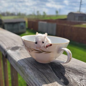 May include: A white hamster sits inside a white teacup with a gold rim and floral design. The teacup is on a wooden deck railing, with a blurred background of green grass, trees, and a cloudy sky.