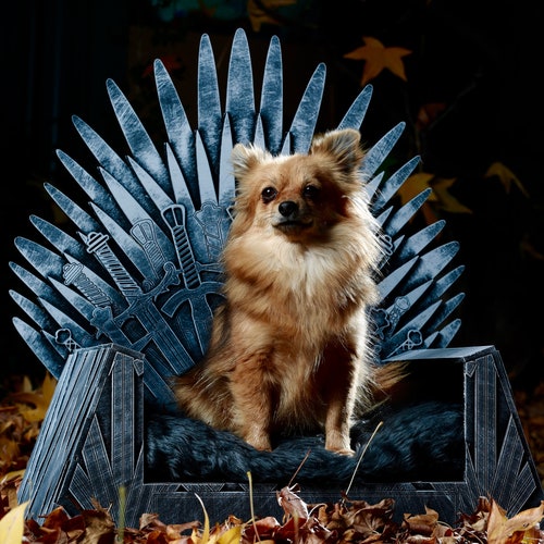 dog on throne