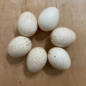 May include: Six speckled, oval-shaped eggs arranged in a circular pattern. The eggs are off-white with brown speckles, and they rest on a light brown wooden surface. The image is taken from a top-down perspective.