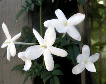 Wholesale 5-Pack of Jasmine Perfume