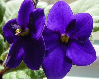 Wholesale 5-Pack of Violet Perfume