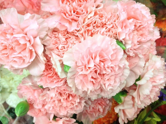 Carnation Perfume: Fresh Flower Essential Oils, Spicy Floral Scent