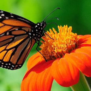 May include: A monarch butterfly with black and orange wings is perched on a bright orange flower with yellow pollen.
