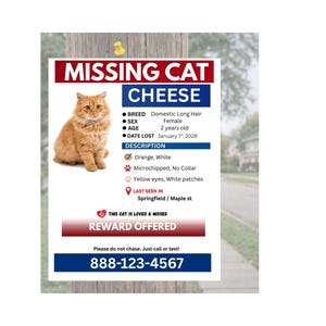 Missing Cat Flyer Template | Editable Canva Lost Pet Poster | Instant Download