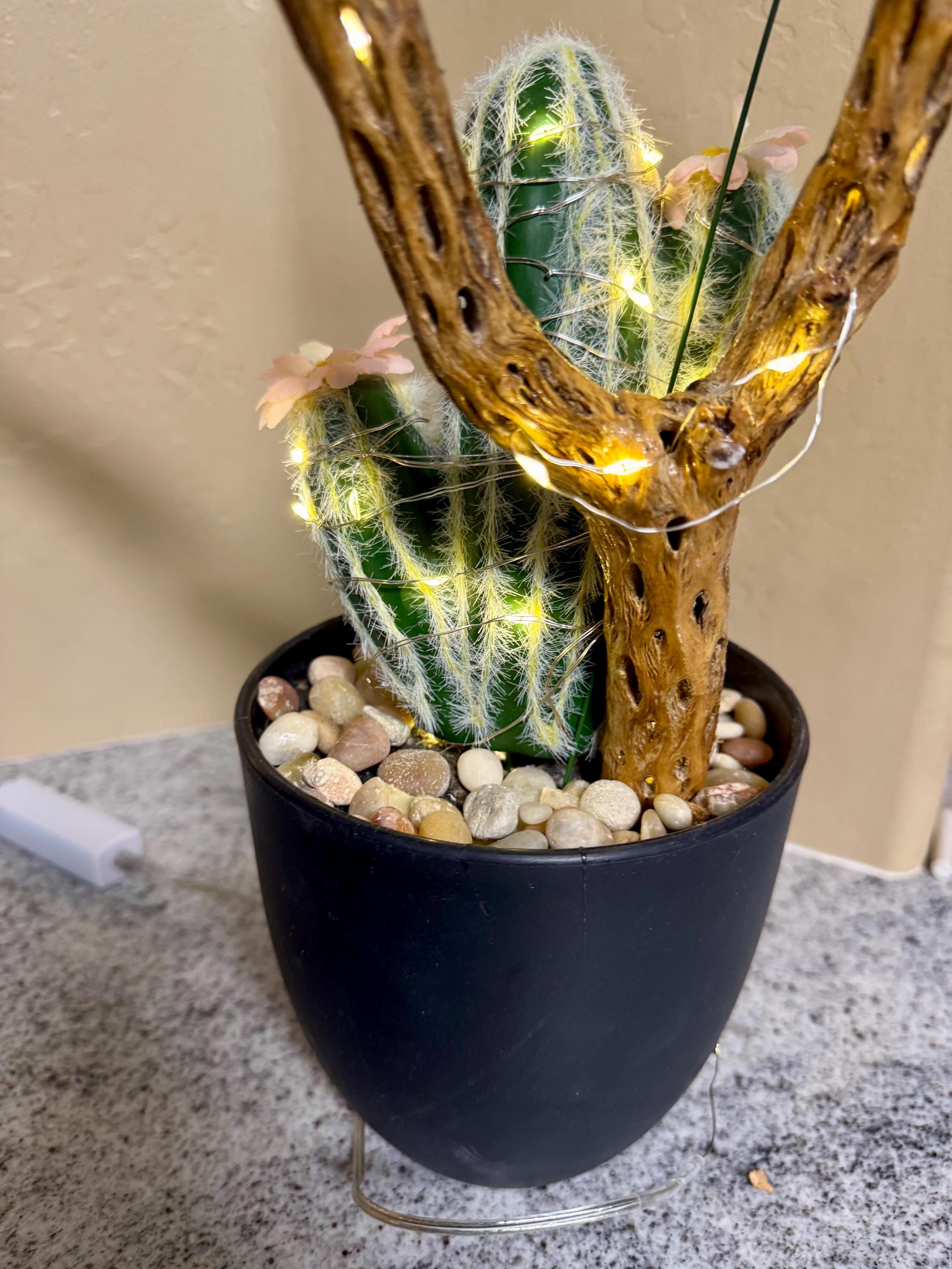 Cholla Cactus Lamp: Saguaro Skeleton Wood, Desert Decor - Etsy