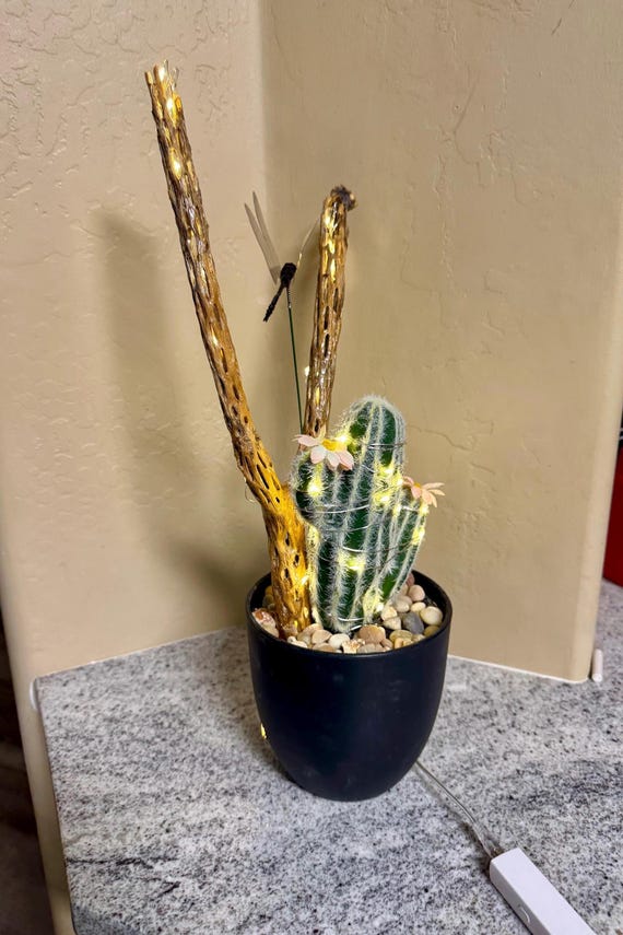 Cholla Cactus Lamp: Saguaro Skeleton Wood, Desert Decor - Etsy