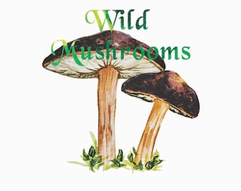 Woodland,mushrooms,watercolour,hand painting,digital clipart,sticker,clipart download,