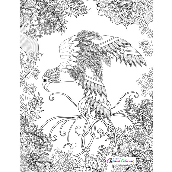 5300 Whimsical Bird Coloring Pages  Images