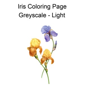 May include: A coloring page featuring three iris flowers. One iris is purple, and the other two are yellow with orange accents. The title "Iris Coloring Page Greyscale - Light" is at the top of the page.