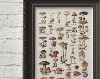 Mushrooms Vintage Botanical Print Science 1909 - Botanical Art Kitchen Decor Larousse Prints Millot Poster Mushroom Poster