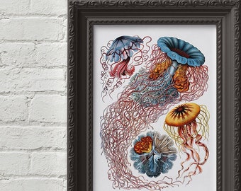 Jellyfish - Ernst Haeckel Print, Wall Art, Art, Biology, Nature, Sea Life, Underwater, fish, Cute Gift