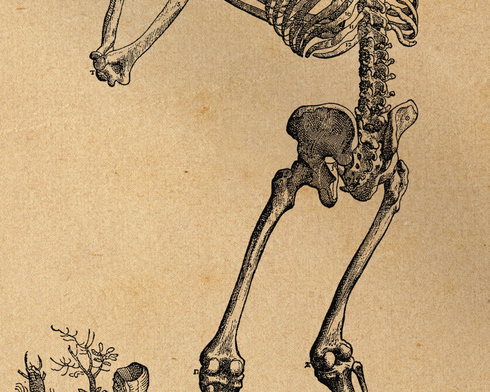 Skeleton Praying - Andreas Vesalius Stretched Canvas Print, Anatomy Art ...