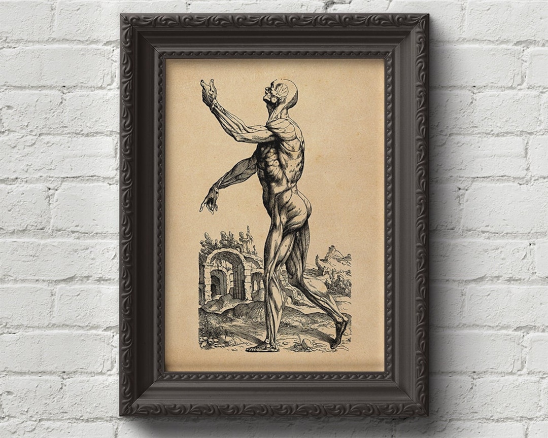 Skinless Man Muscles 02 Andreas Vesalius Art Print, Woodcut, Anathomy ...