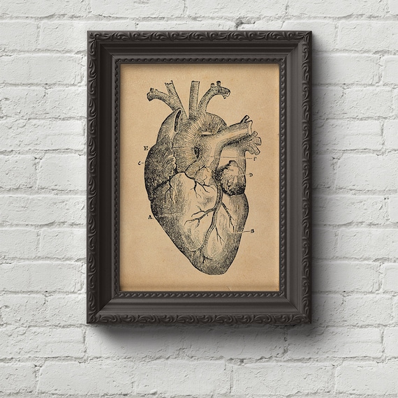 Human Heart Print, Wall Art, Art, Woodcut, Engraving, Medicin