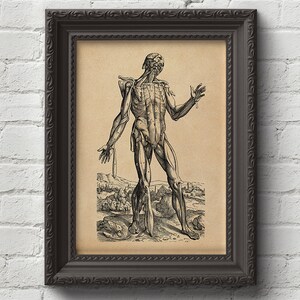 Skinless Man - Muscles 05 - Andreas Vesalius Art Print, Woodcut ...