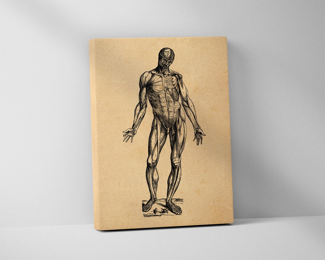 Skinless Man 21 - Andreas Vesalius Stretched Canvas Print, Anatomy Art ...
