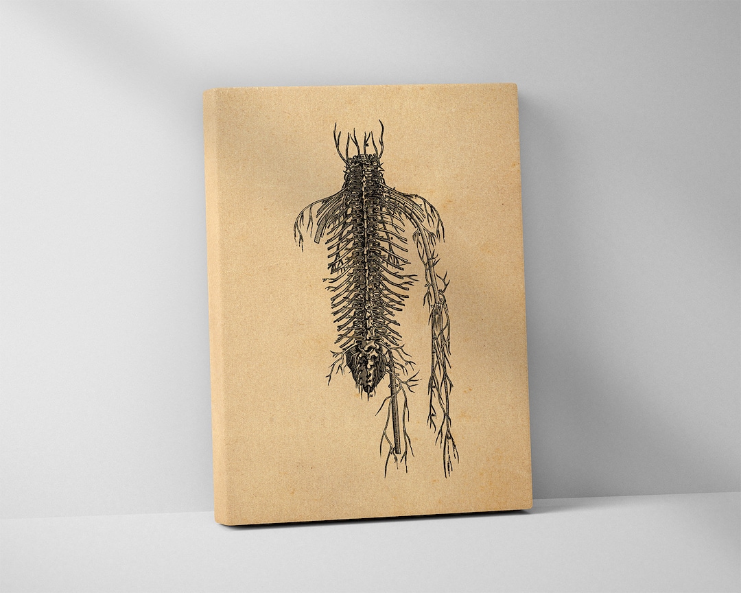 Posterior Spinal Nerves - Andreas Vesalius Stretched Canvas Print