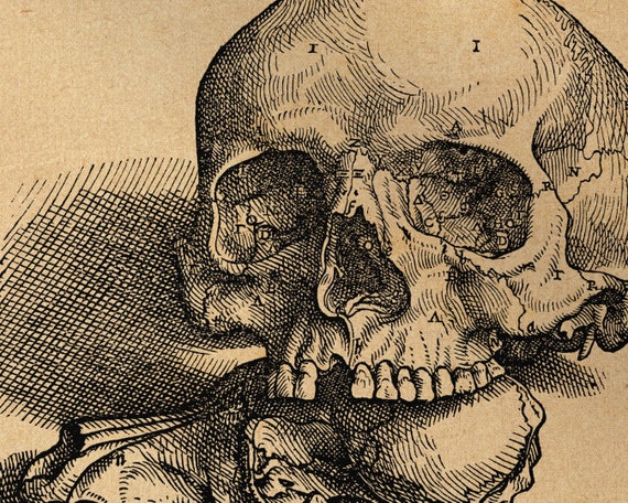 Wall Art Andreas Vesalius Stretched Canvas Print Cool Gift Woodcut Cranium Engraving Anatomy Art Print Science Print
