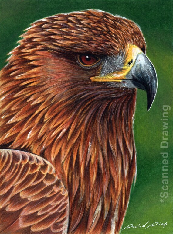 Golden Eagle Original Handmade Drawing