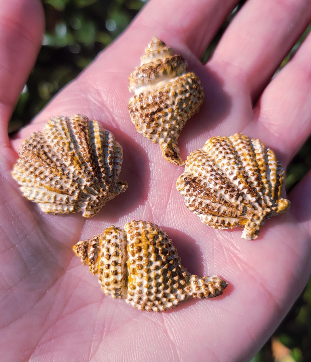 Sea Shell Polymer Clay Refrigerator Magnets Set of 4 - Etsy