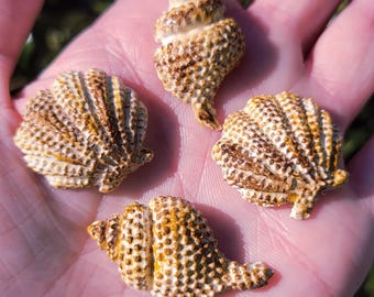 Sea Shell Polymer Clay Refrigerator Magnets Set of 4