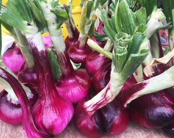 Onion Photograph, Onion Photography, Fine Art Photography, Kitchen Photography, Farmers Market Photography