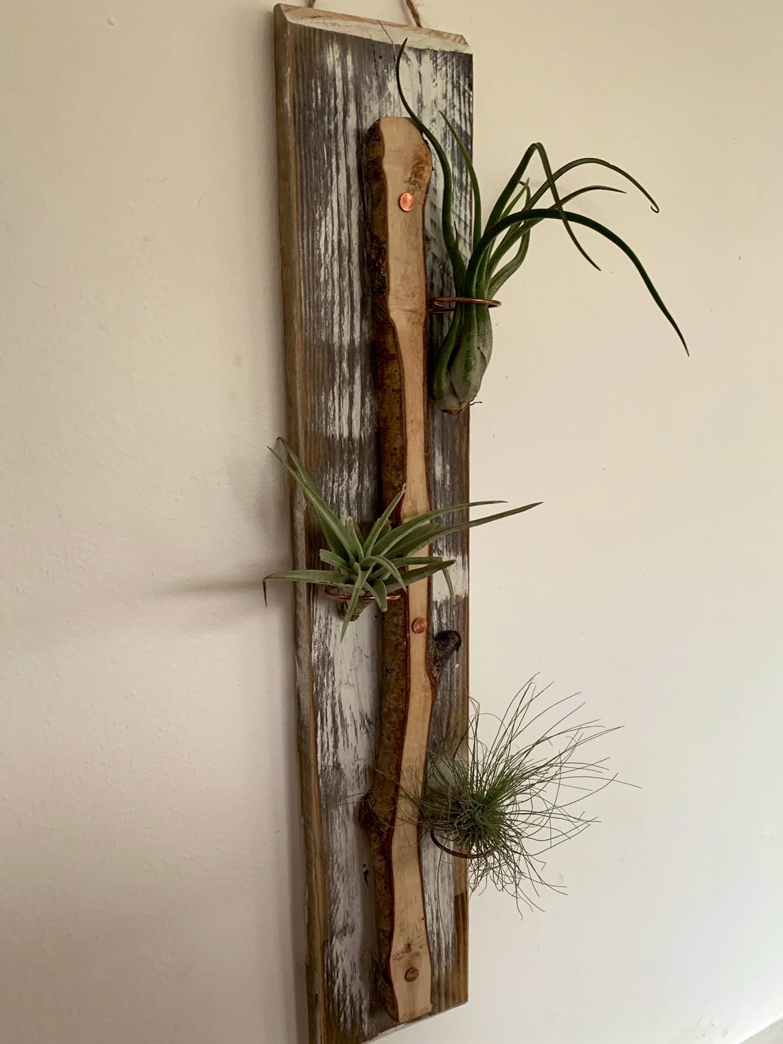 Air Plants And Holders