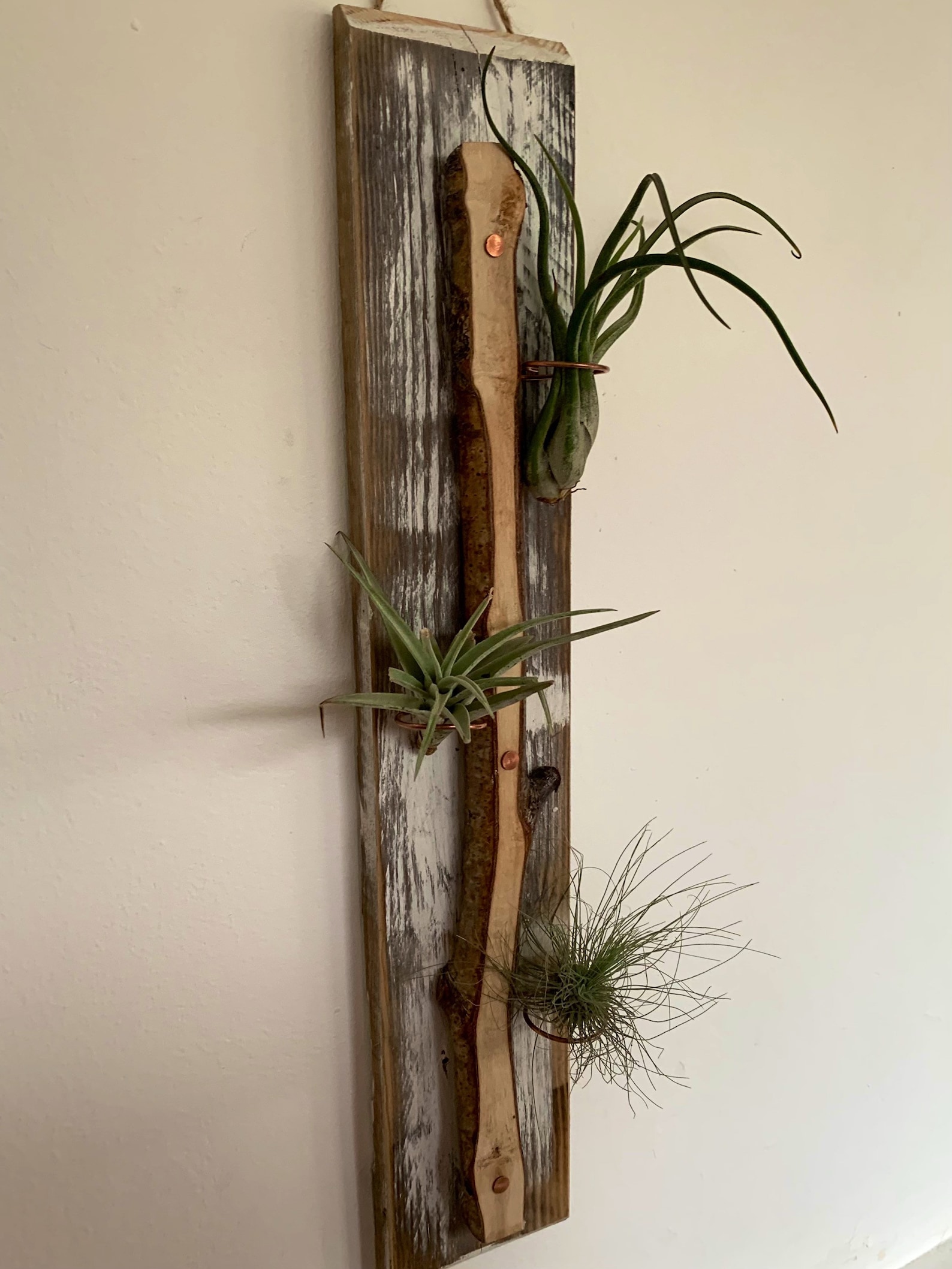 Wooden Air Plant Holder/natural Air Plant Holder/live Edge Etsy