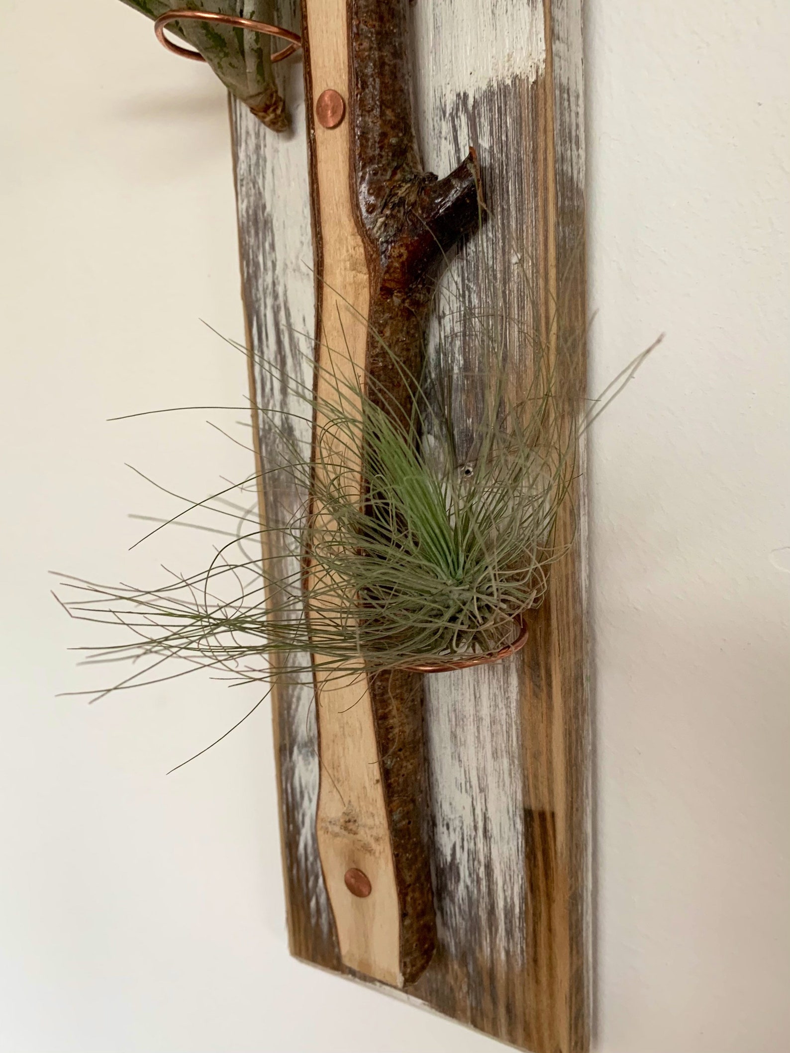 Wooden Air Plant Holder/natural Air Plant Holder/live Edge Etsy