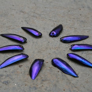 Lot of 10 Elytra beetle wings for creations (rare colors) / Pre-drilled Elytra beetle wings (Rare colors)