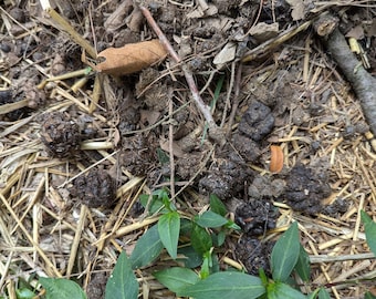 Organic Goat Manure Beans Garden Fertilizer - 1lb Bag