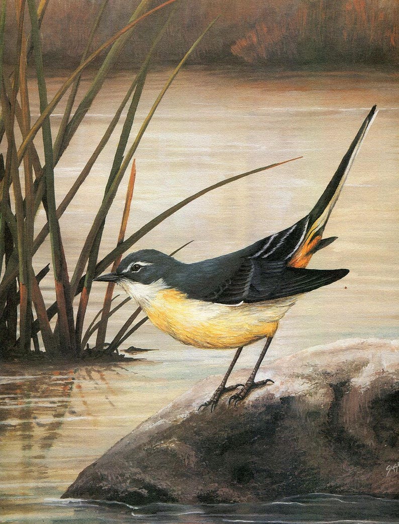 Grey Wagtail wagtail wildlife wildlife prints bird prints animal prints animals birds