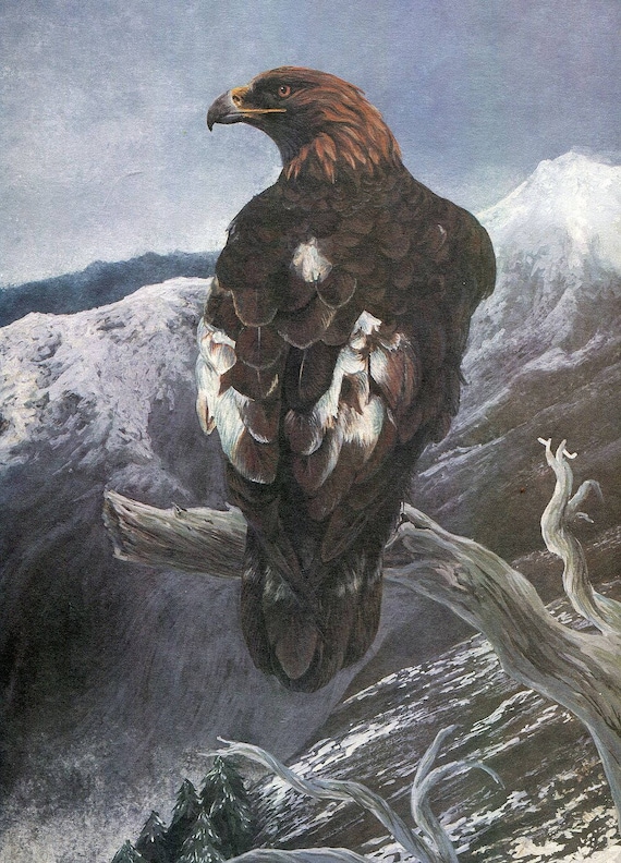 Golden Eagle Eagle Wildlife Animal Prints Bird Prints Wildlife Prints Animals Birds
